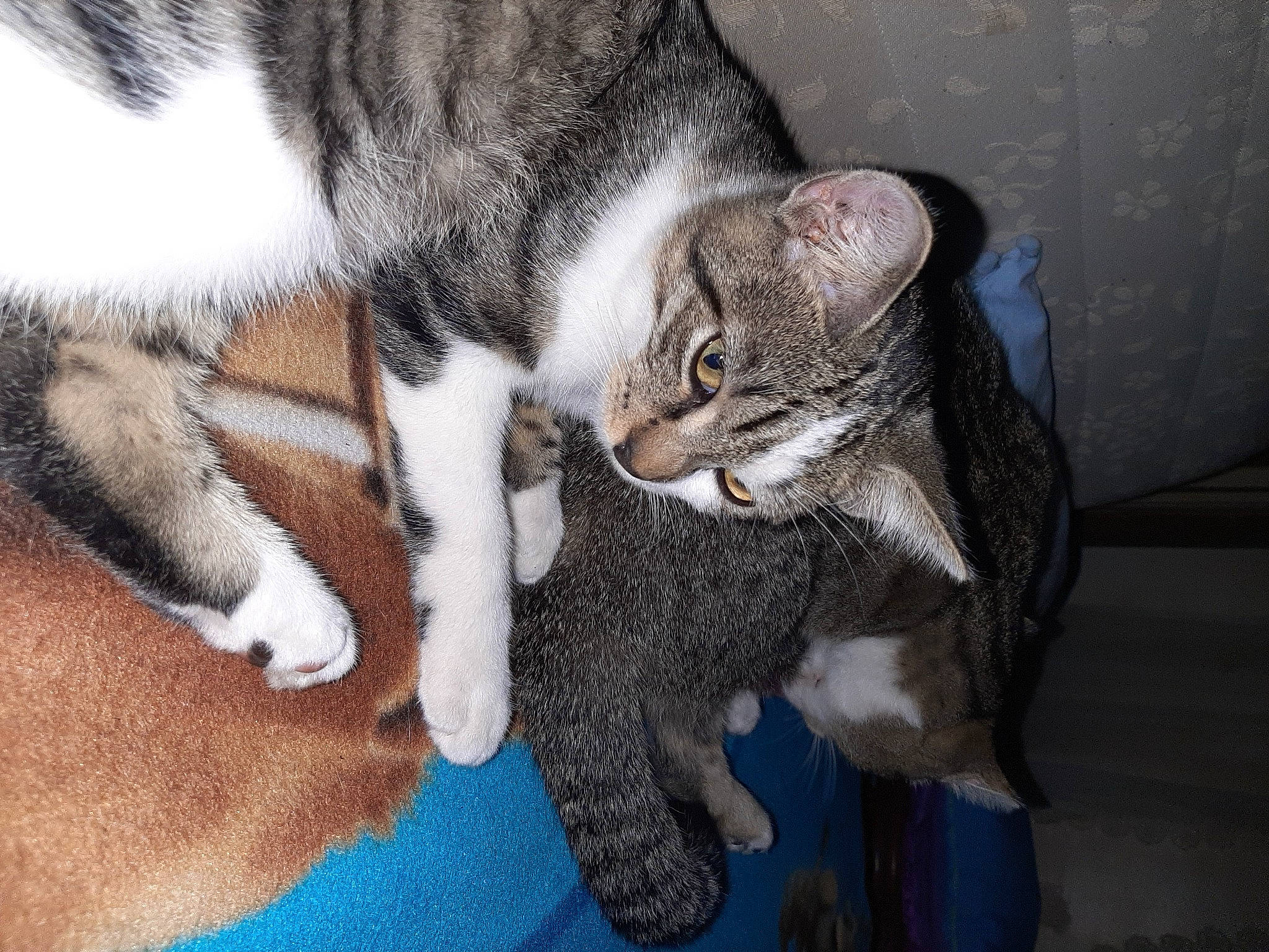 Calinou a rejoint le concours — aidez-le/la à gagner de superbes lots ! carnivore, cat, claw, comfort, domestic_short_haired_cat, eye, felidae, fur, grey, paw, small_to_medium_sized_cats, snout, tail, terrestrial_animal, whiskers