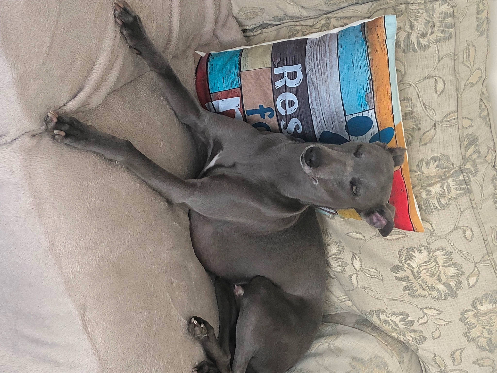 Ralph joined the competition — help win amazing prizes! canidae, carnivore, dog, dog_breed, dog_supply, electric_blue, fawn, grey, mexican_hairless_dog, non_sporting_group, pet_supply, russian_blue, snout, sporting_group, terrestrial_animal, working_animal