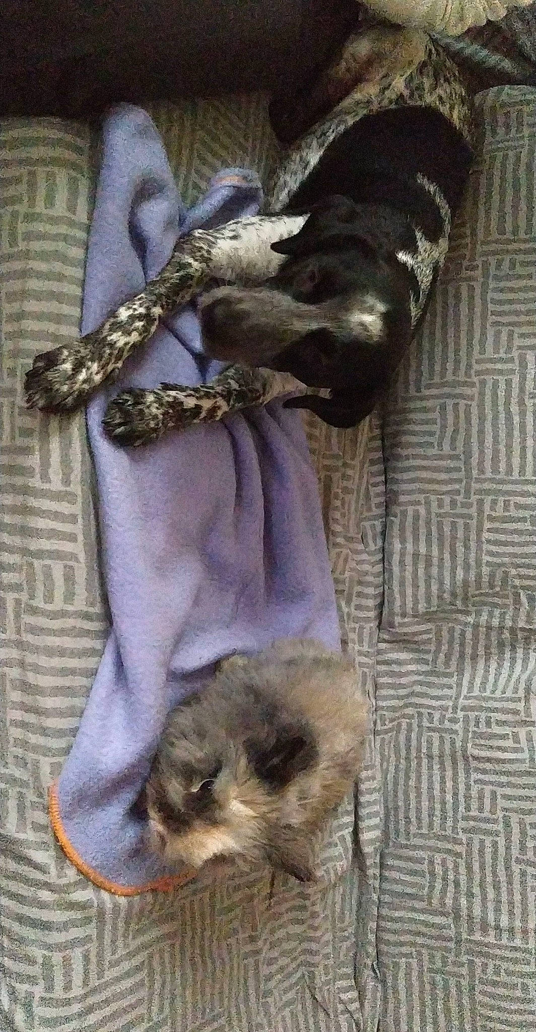 Octobre Plume participe au concours pour gagner de l'argent avec cette photo : ancient_dog_breeds, canidae, carnivore, companion_dog, dog, dog_breed, dog_supply, fawn, fur, liver, snout, sporting_group, tail, vertebrate, working_animal, working_dog