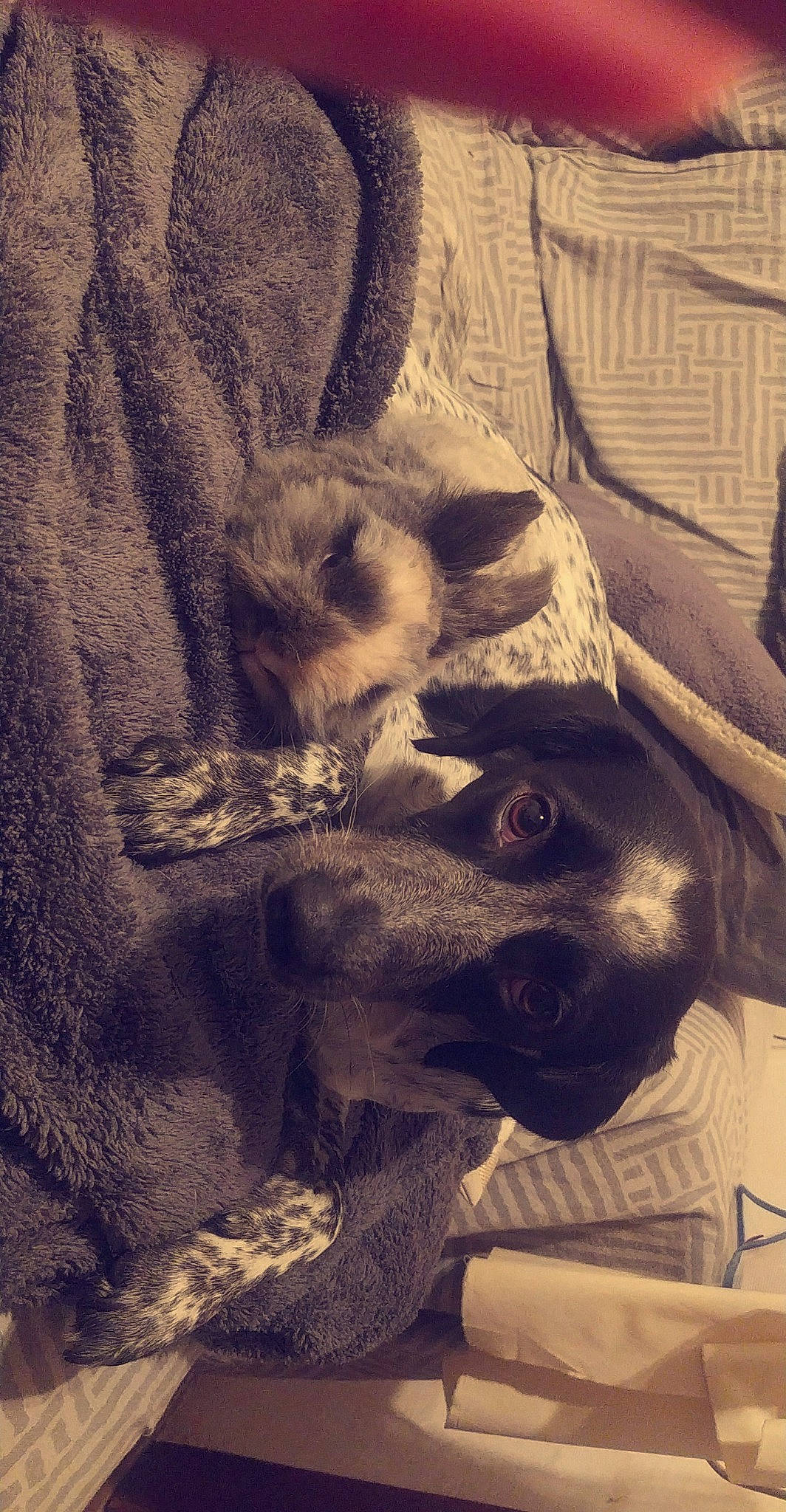 Octobre Plume participe au concours pour gagner de l'argent avec cette photo : canidae, carnivore, comfort, companion_dog, dog, dog_breed, fur, natural_material, paw, pet_supply, snout, sporting_group, vertebrate, working_animal, working_dog