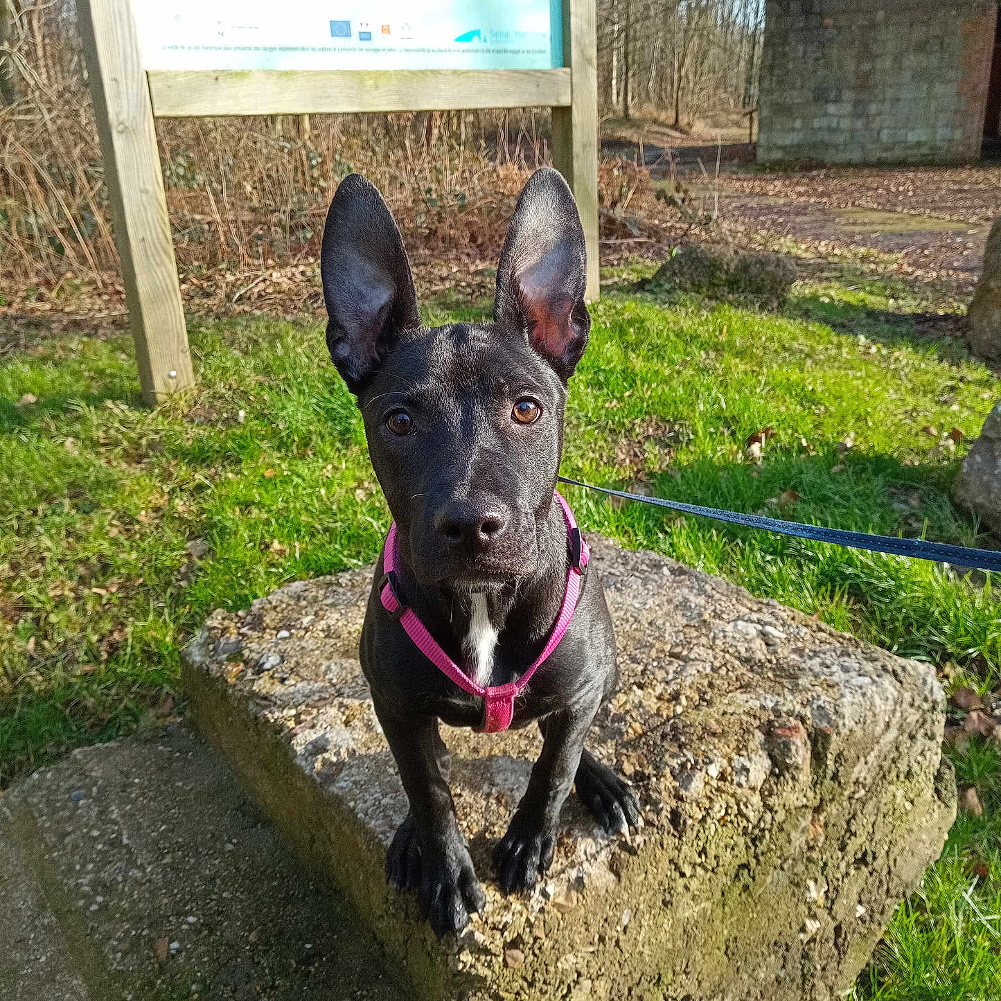 Vénus a rejoint le concours — aidez-le/la à gagner de superbes lots ! animal, architecture, backyard, building, canine, dog, grass, moss, nature, outdoors, pet, plant, puppy, rock, shelter, slate, soil, tree, vegetation, yard