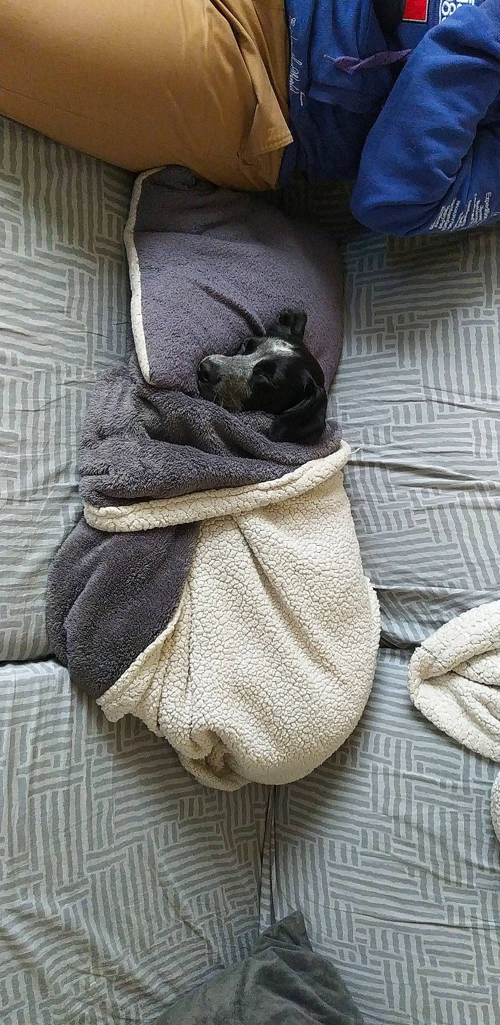 Plume participe au concours pour gagner de l'argent avec cette photo : bag, carnivore, comfort, companion_dog, denim, dog, dog_breed, felidae, flooring, fur, grey, hardwood, human_leg, linens, pattern, small_to_medium_sized_cats, thread, whiskers, wood, wool