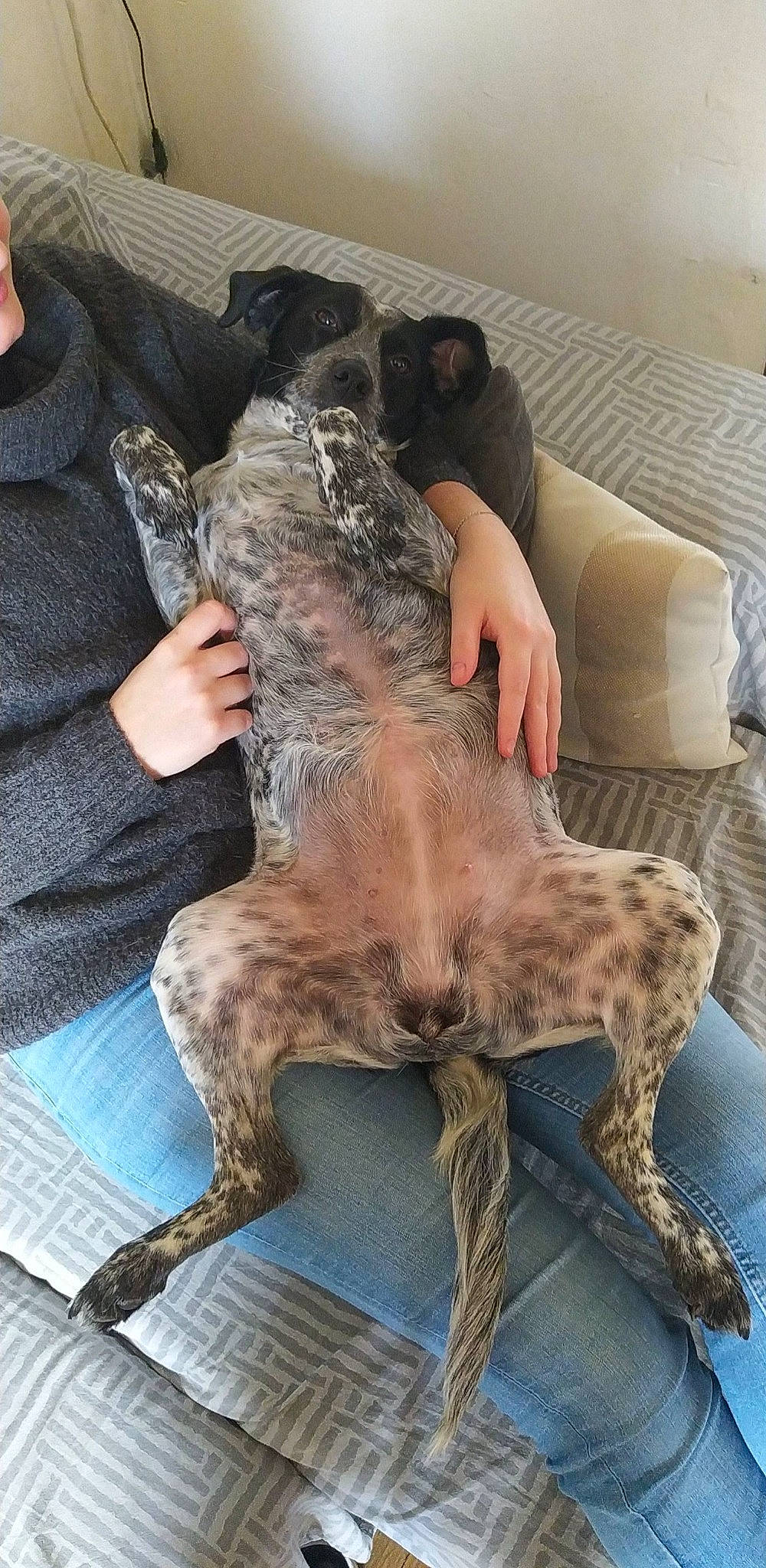 Plume a rejoint le concours — aidez-le/la à gagner de superbes lots ! carnivore, chair, comfort, companion_dog, couch, dog, dog_breed, felidae, fur, human_leg, lap, liver, sitting, sporting_group, studio_couch, tail, wood