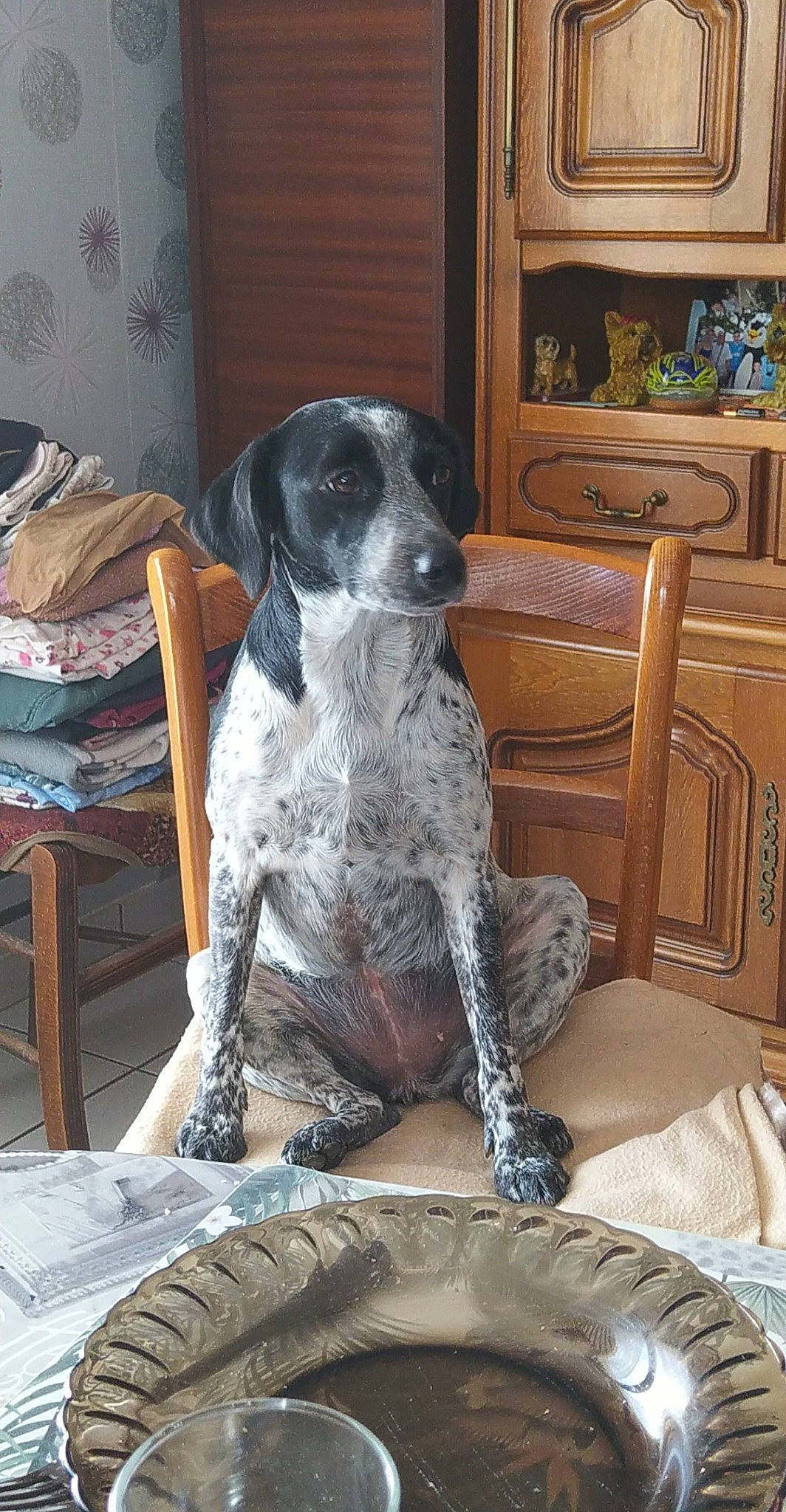 Plume participe au concours pour gagner de l'argent avec cette photo : automotive_tire, cabinetry, canidae, carnivore, chair, china_cabinet, comfort, companion_dog, dog, dog_breed, drawer, flooring, gun_dog, hardwood, living_room, sitting, snout, sporting_group, wood, working_animal