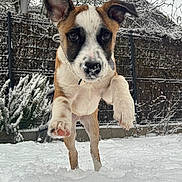 Koda a rejoint le concours — aidez-le/la à gagner de superbes lots ! puppy, dog, snow, outdoor, playful, winter, pet, jumping, young_animal, fence, tree, nature, cold, fur, paw, canine, animal, cute, energetic, background