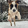 puppy, dog, snow, outdoor, playful, winter, pet, jumping, young_animal, fence, tree, nature, cold, fur, paw, canine, animal, cute, energetic, background