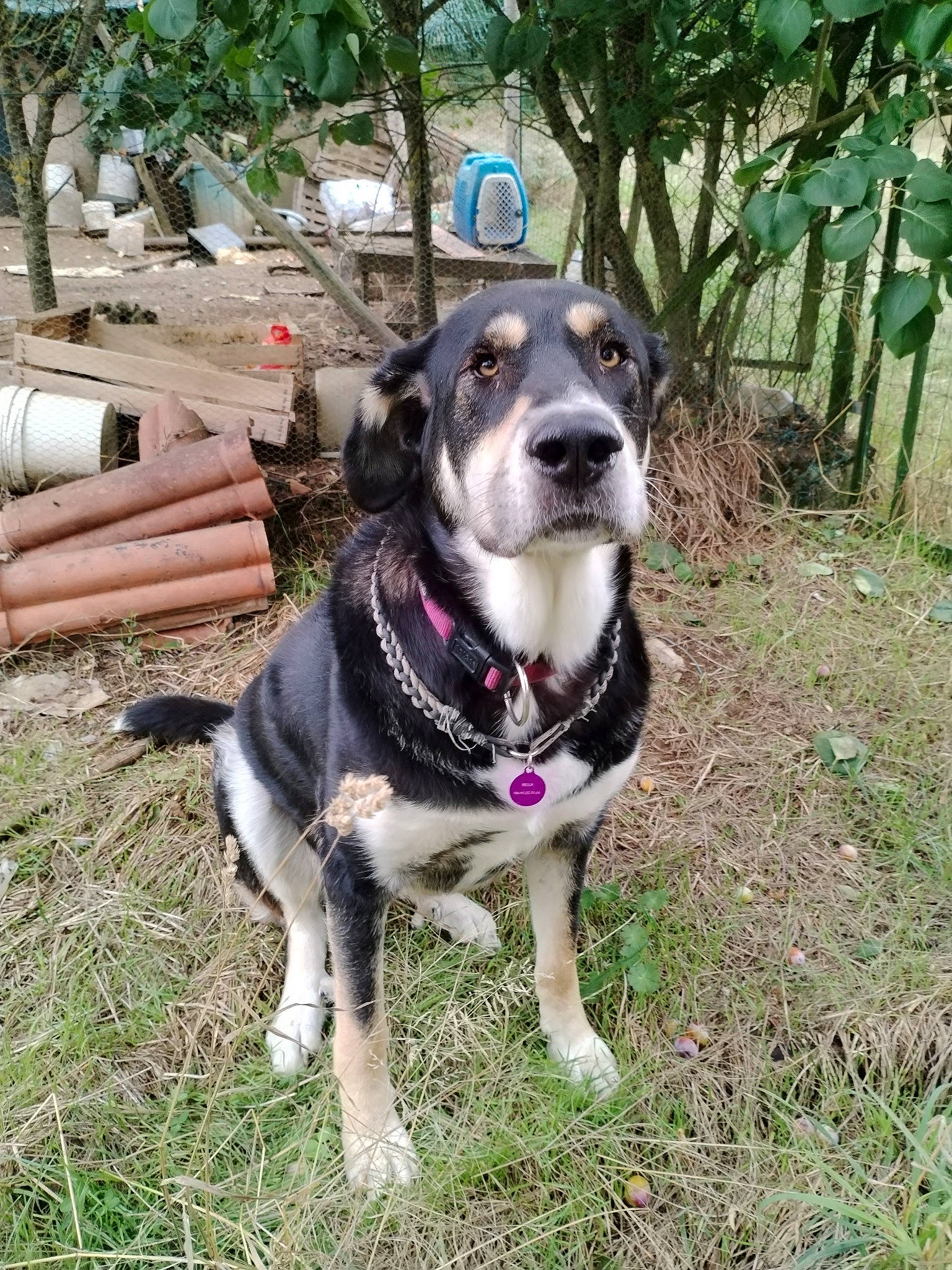 Bella a rejoint le concours — aidez-le/la à gagner de superbes lots ! adventure, canidae, carnivore, collar, companion_dog, dog, dog_breed, dog_collar, dog_supply, fawn, grass, leash, plant, recreation, snout, sporting_group, tree, whiskers, working_animal, working_dog