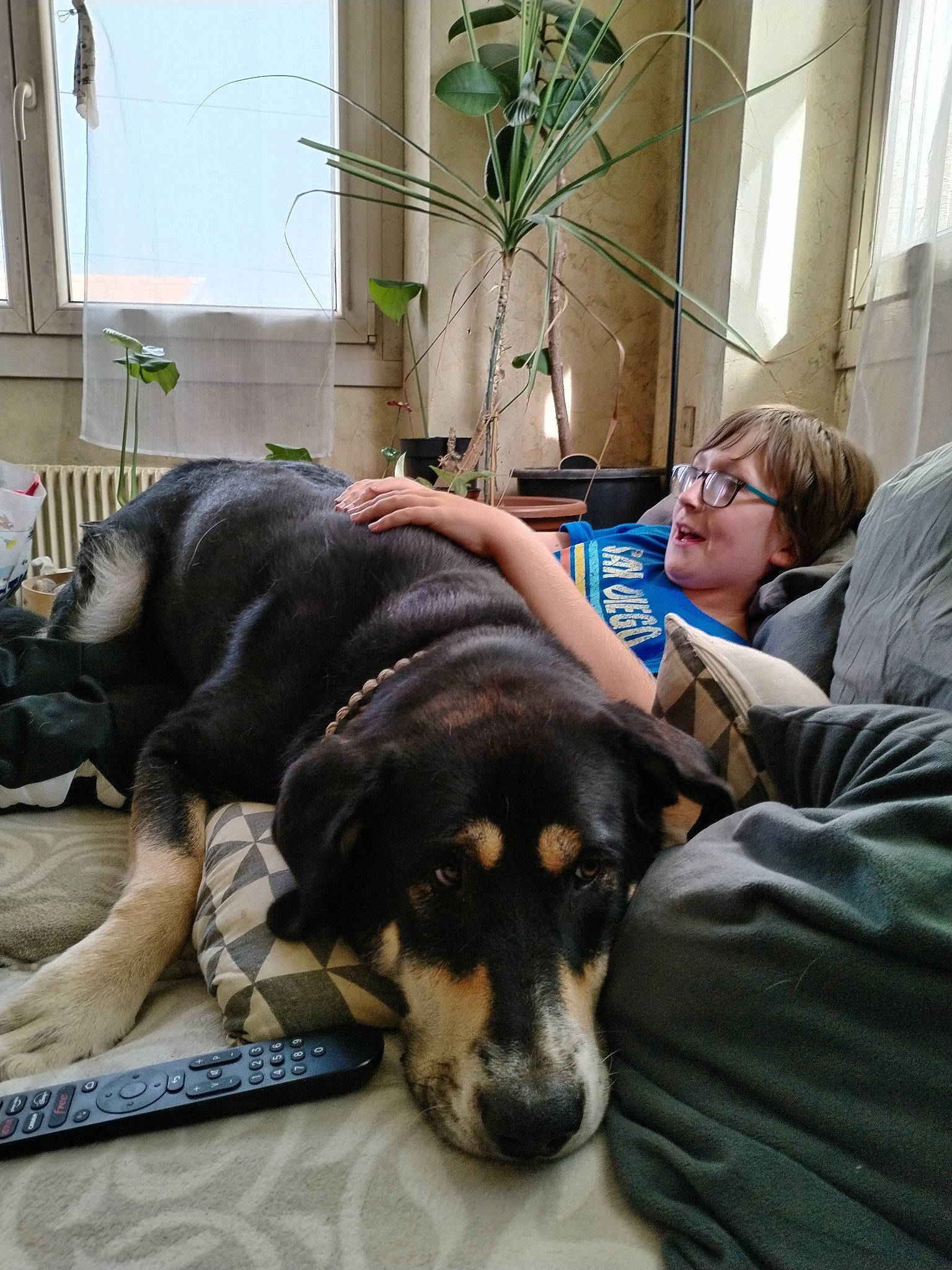 Bella participe au concours pour gagner de l'argent avec cette photo : canidae, carnivore, comfort, companion_dog, couch, dog, dog_breed, flooring, fur, guard_dog, houseplant, paw, plant, sitting, snout, sporting_group, working_animal, working_dog