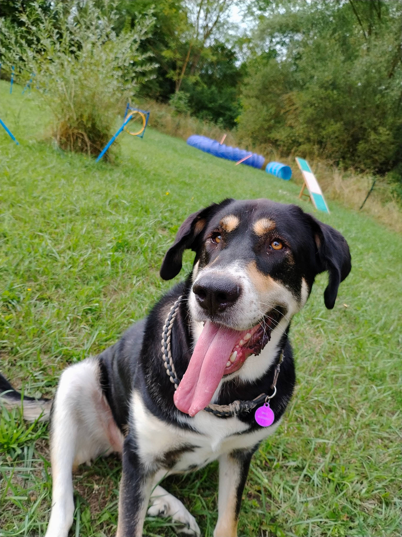 Bella a rejoint le concours — aidez-le/la à gagner de superbes lots ! adventure, canidae, carnivore, collar, companion_dog, dog, dog_breed, dog_collar, dog_supply, fashion_accessory, grass, hunting_dog, leash, plant, recreation, snout, sporting_group, tree, working_animal, working_dog