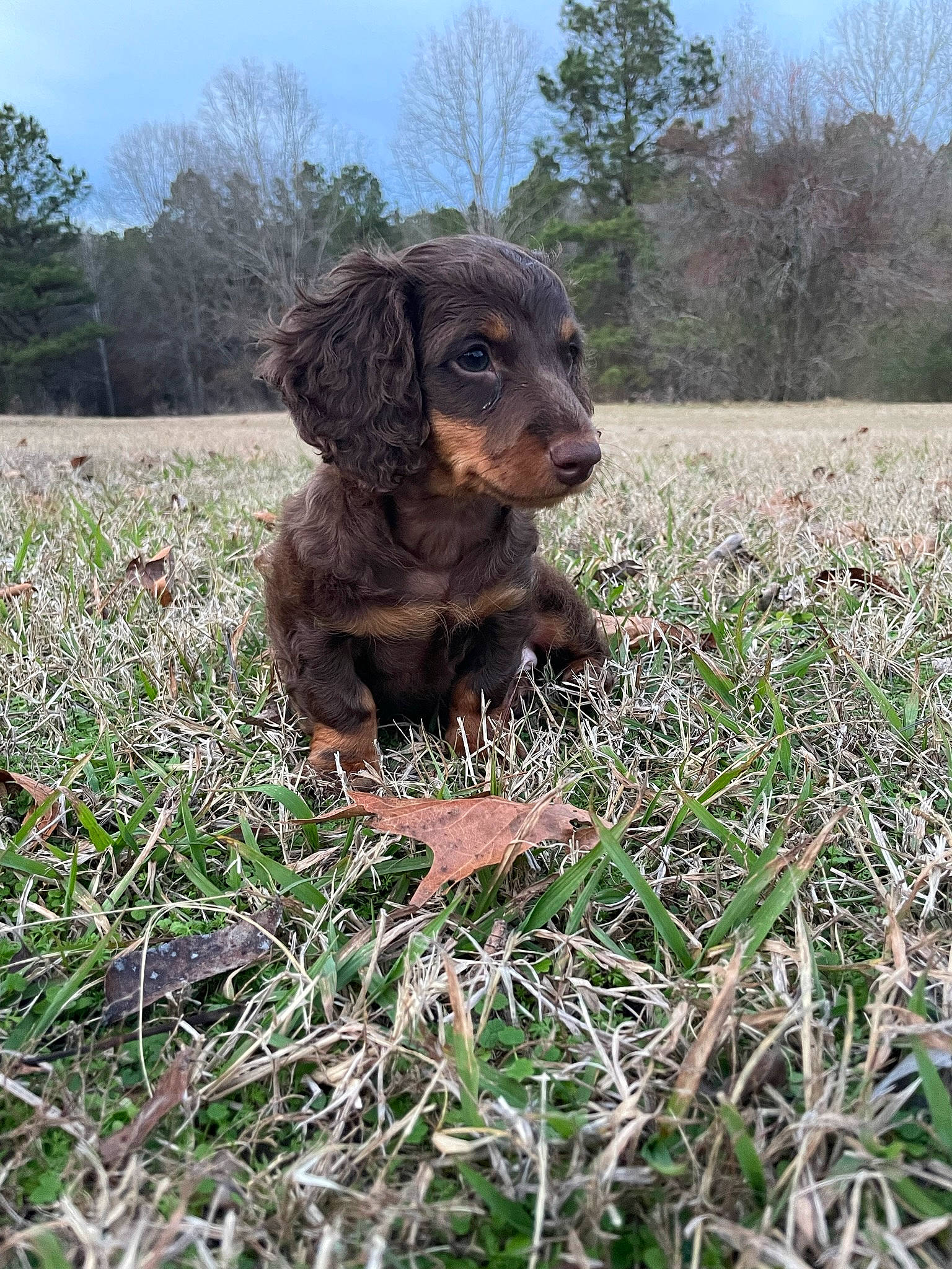 Winston joined the competition — help win amazing prizes! canidae, carnivore, companion_dog, dog, dog_breed, fawn, grass, grassland, groundcover, gun_dog, liver, plant, prairie, sky, snout, soil, sporting_group, terrestrial_animal, tree, working_animal