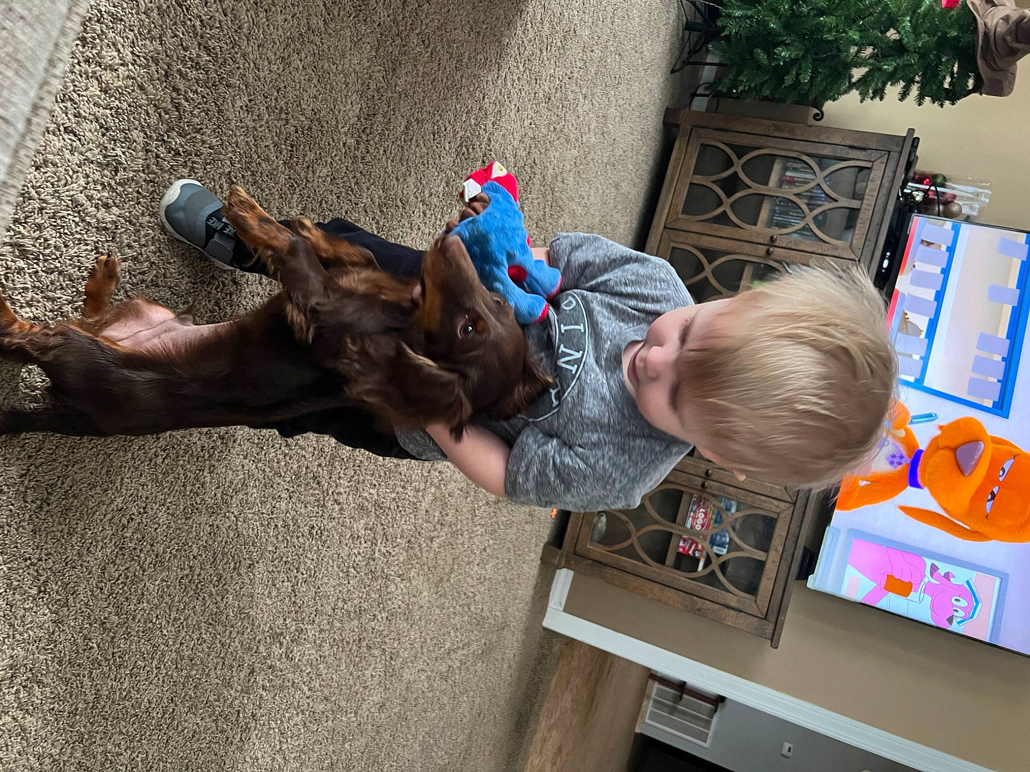 Winston is registered to the contest to win money with this photo: baby, child, companion_dog, dog, fawn, flowerpot, fun, houseplant, leisure, plant, play, sitting, sporting_group, t_shirt, toddler, tree, vacation, vertebrate, working_animal