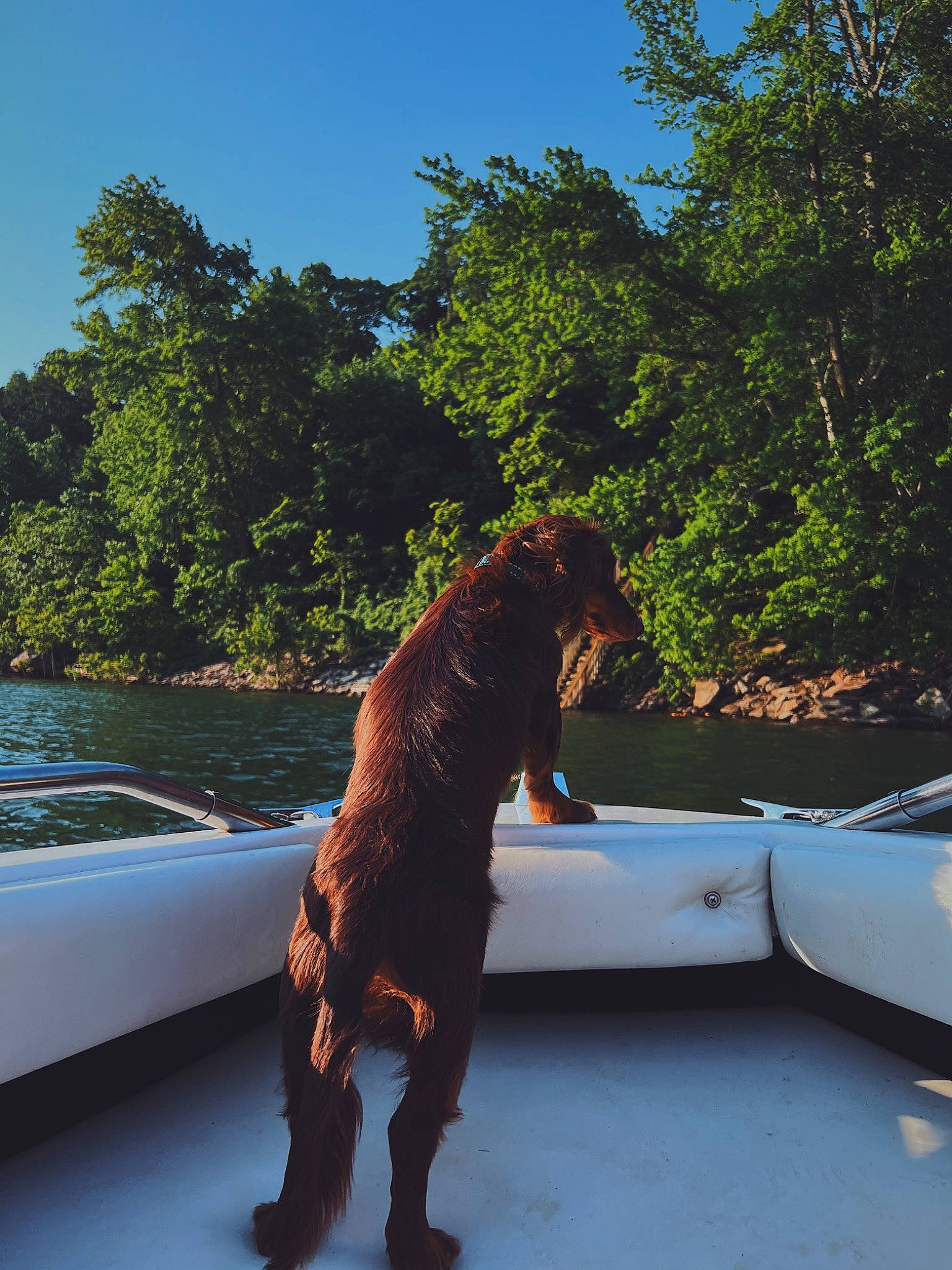 Winston is registered to the contest to win money with this photo: carnivore, companion_dog, dog, dog_breed, fawn, felidae, grass, house, lake, landscape, leisure, liver, plant, sky, tail, tree, vehicle, water, window, wood