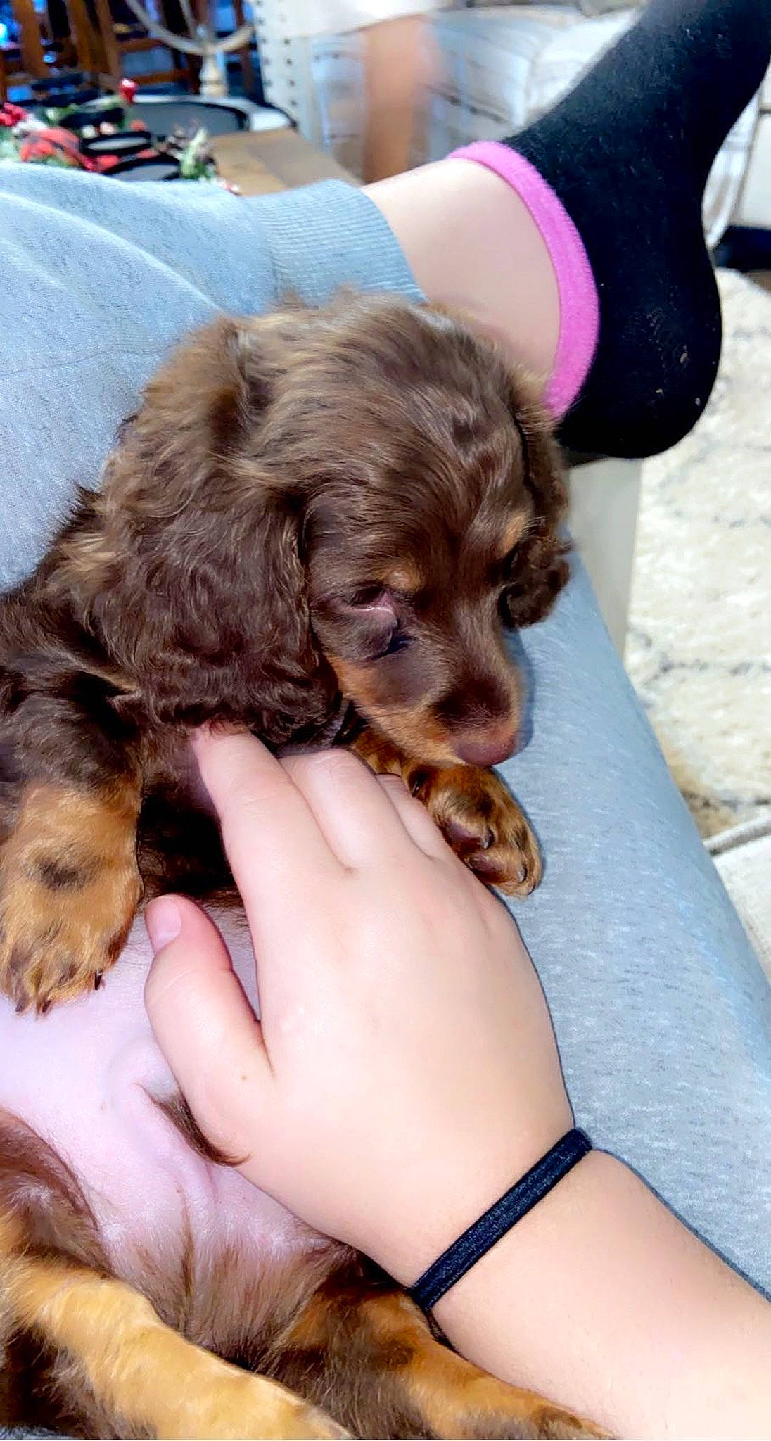 Winston joined the competition — help win amazing prizes! canidae, carnivore, cocker_spaniel, companion_dog, dog, dog_breed, fur, gesture, liver, nail, paw, puppy, puppy_love, snout, spaniel, sporting_group, toy_dog, working_animal, wrist