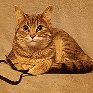 Tora participe au concours pour gagner de l'argent avec cette photo : cat, tabby, pet, animal, feline, fur, whiskers, ears, eyes, paws, blanket, cozy, indoor, resting, cute, domestic, striped, relaxed, soft, shoestring