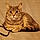 Tora