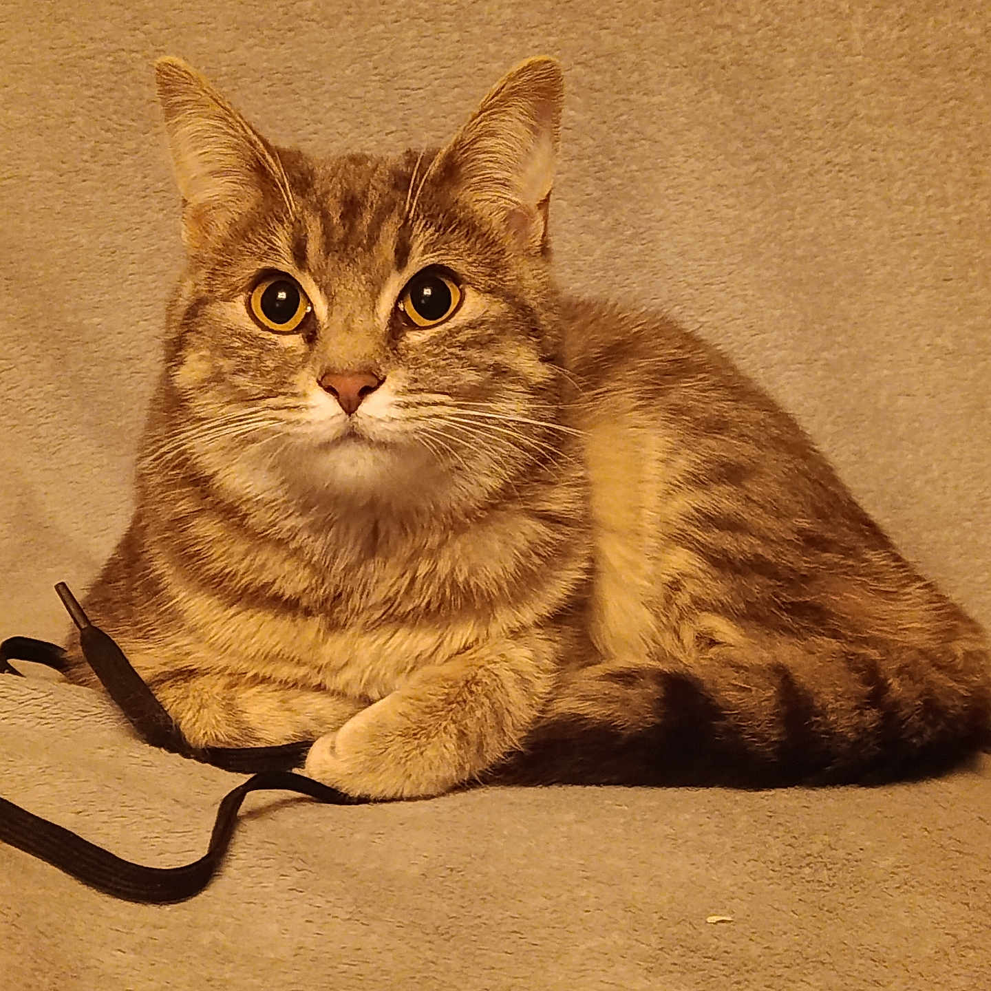 Tora