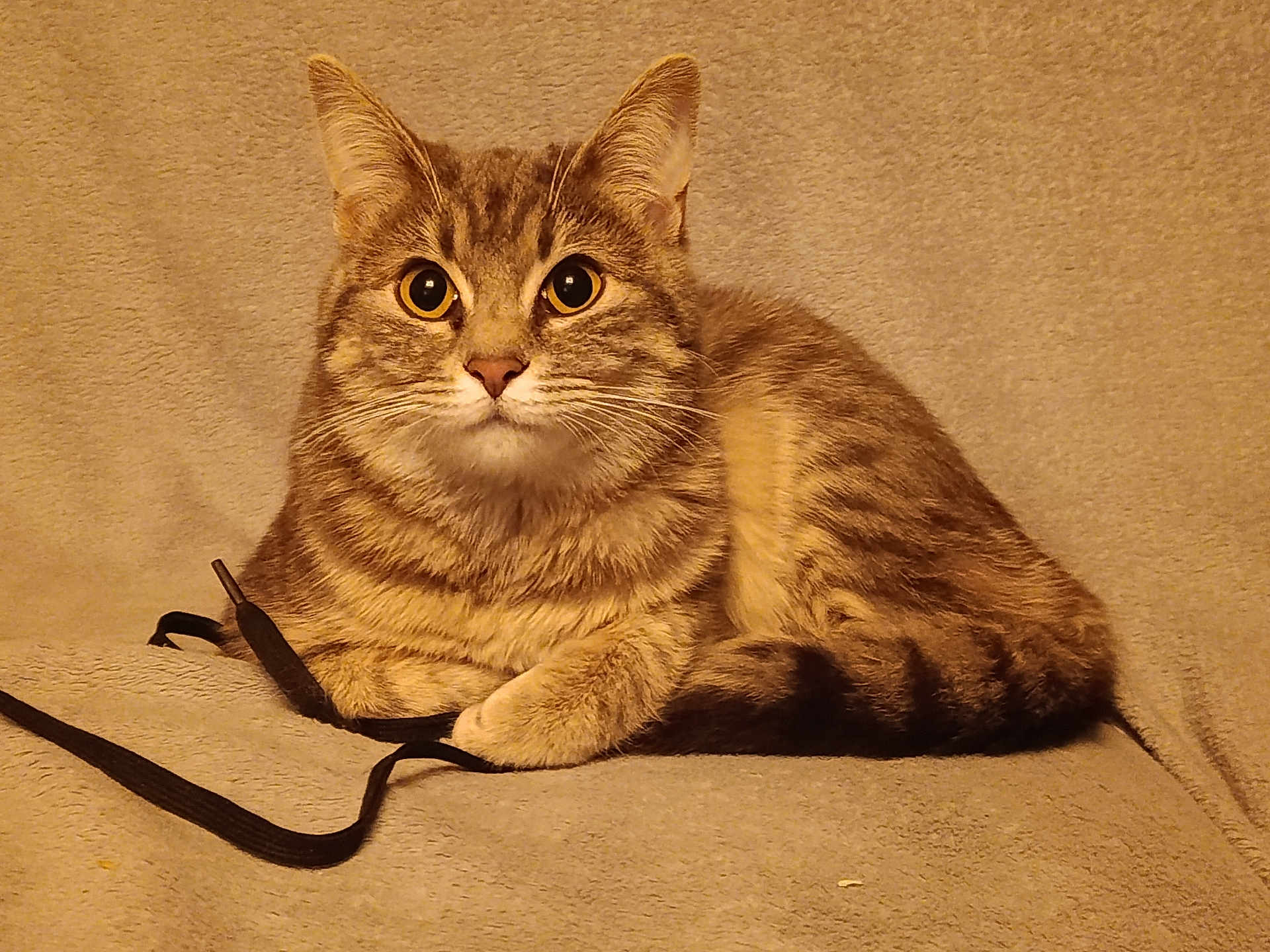 Tora participe au concours pour gagner de l'argent avec cette photo : cat, tabby, pet, animal, feline, fur, whiskers, ears, eyes, paws, blanket, cozy, indoor, resting, cute, domestic, striped, relaxed, soft, shoestring