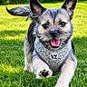 animal, canine, close_up, cute, daylight, dog, ears_up, energetic, fur, grass, greenery, happy, harness, nature, outdoor, pet, playful, running, small_dog, tongue_out