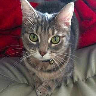 Kumaï participe au concours pour gagner de l'argent avec cette photo :