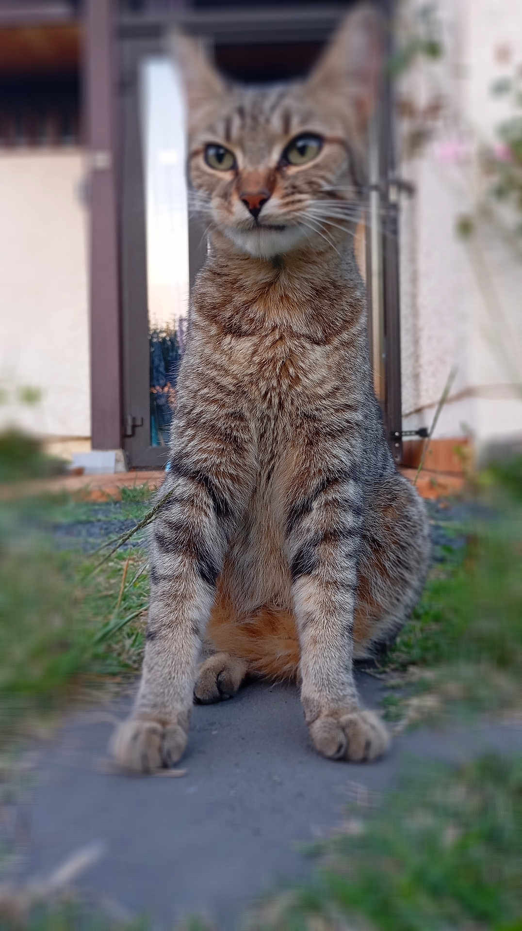 Yuzu