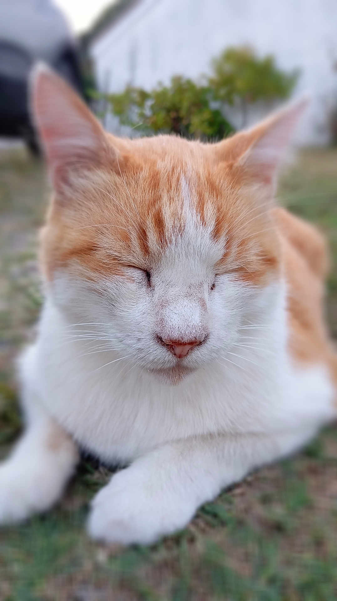 Milo