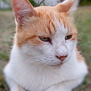 Milo a rejoint le concours — aidez-le/la à gagner de superbes lots ! animal, calm, cat, close_up, cute, domestic_animal, ears, feline, fur, grass, mammal, nature, nose, orange_cat, outdoor, pet, portrait, resting, whiskers, white_cat