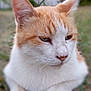 animal, calm, cat, close_up, cute, domestic_animal, ears, feline, fur, grass, mammal, nature, nose, orange_cat, outdoor, pet, portrait, resting, whiskers, white_cat
