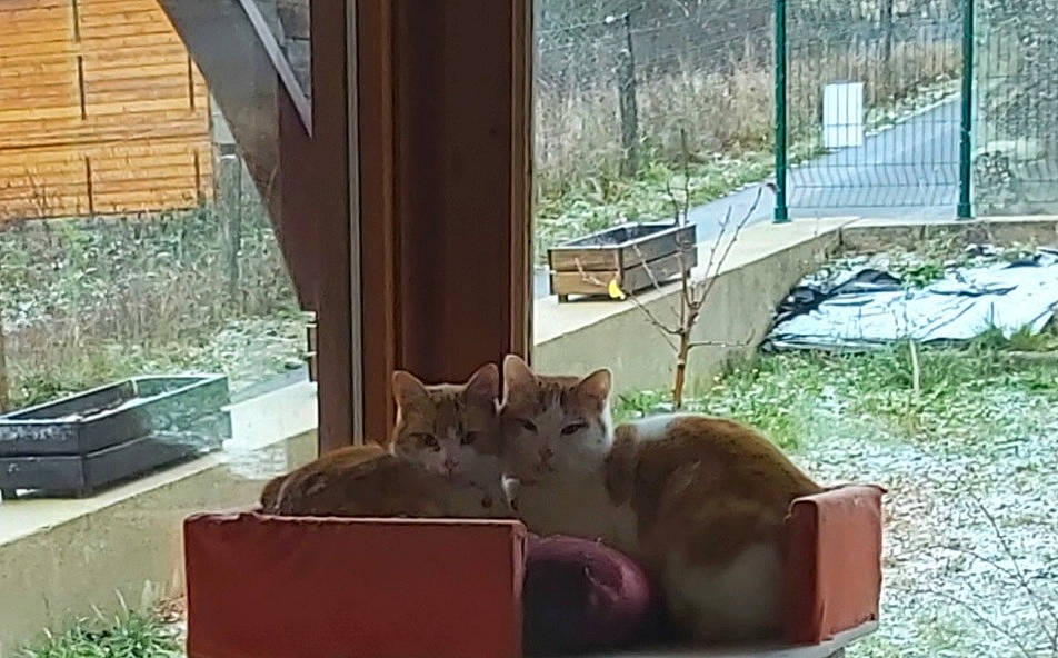 Pookie a rejoint le concours — aidez-le/la à gagner de superbes lots ! building, carnivore, cat, comfort, domestic_short_haired_cat, fawn, felidae, grass, hardwood, house, outdoor_furniture, plant, shade, small_to_medium_sized_cats, table, tail, tree, whiskers, window, wood