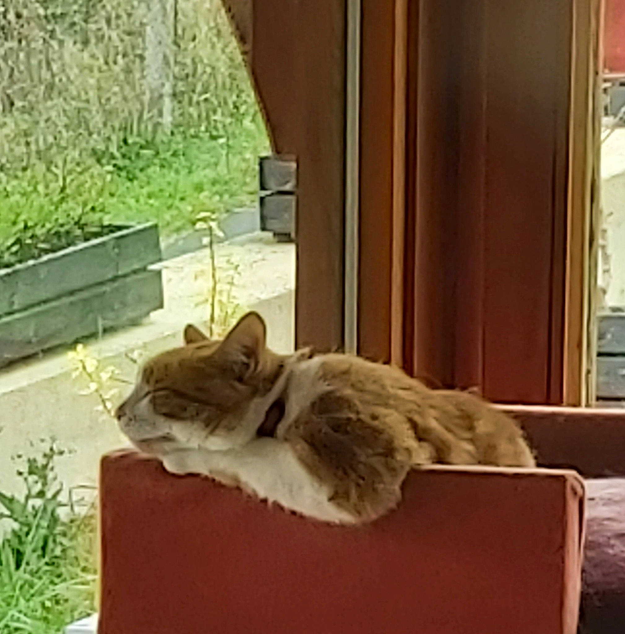 Pookie participe au concours pour gagner de l'argent avec cette photo : carnivore, cat, comfort, curtain, domestic_short_haired_cat, fawn, felidae, floor, flooring, fur, grass, hardwood, plant, room, small_to_medium_sized_cats, table, tail, whiskers, window, wood