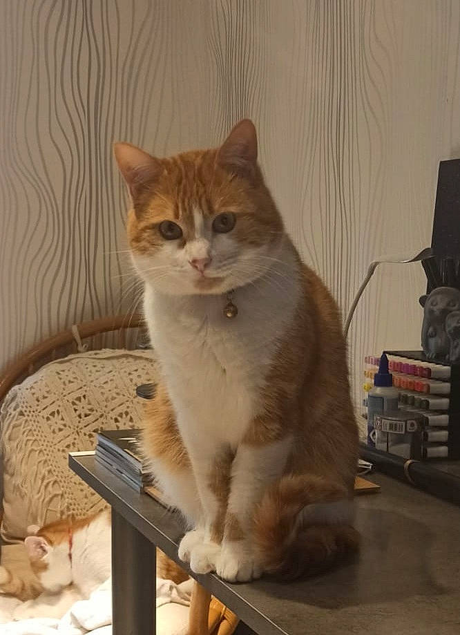 Pookie participe au concours pour gagner de l'argent avec cette photo : box, carnivore, cat, chair, comfort, domestic_short_haired_cat, fawn, felidae, fur, outdoor_furniture, paw, sitting, small_to_medium_sized_cats, snout, table, tail, terrestrial_animal, whiskers, window, wood