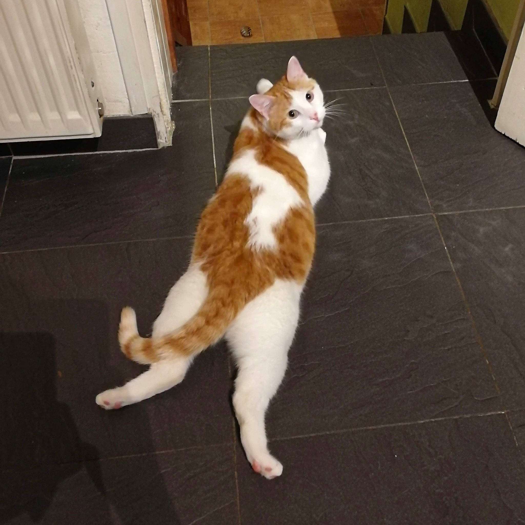 Nino participe au concours pour gagner de l'argent avec cette photo : canidae, carnivore, cat, companion_dog, dog_breed, domestic_short_haired_cat, fawn, felidae, floor, flooring, fur, hardwood, paw, small_to_medium_sized_cats, snout, sporting_group, tail, tile_flooring, whiskers, wood