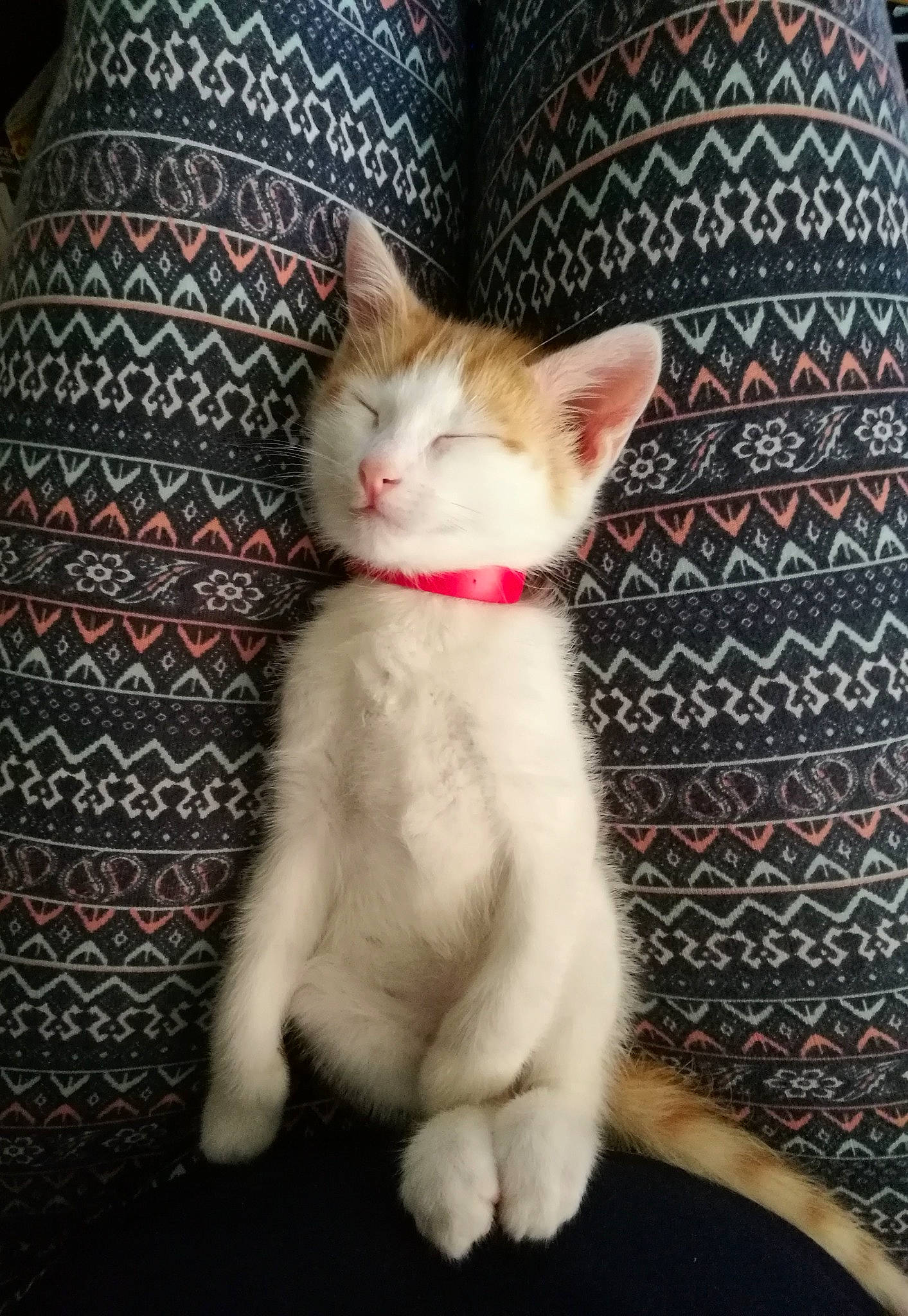 Nino a rejoint le concours — aidez-le/la à gagner de superbes lots ! carnivore, cat, comfort, domestic_short_haired_cat, fawn, felidae, fur, linens, pattern, paw, photo_caption, sitting, small_to_medium_sized_cats, snout, tail, whiskers, wood, woven_fabric