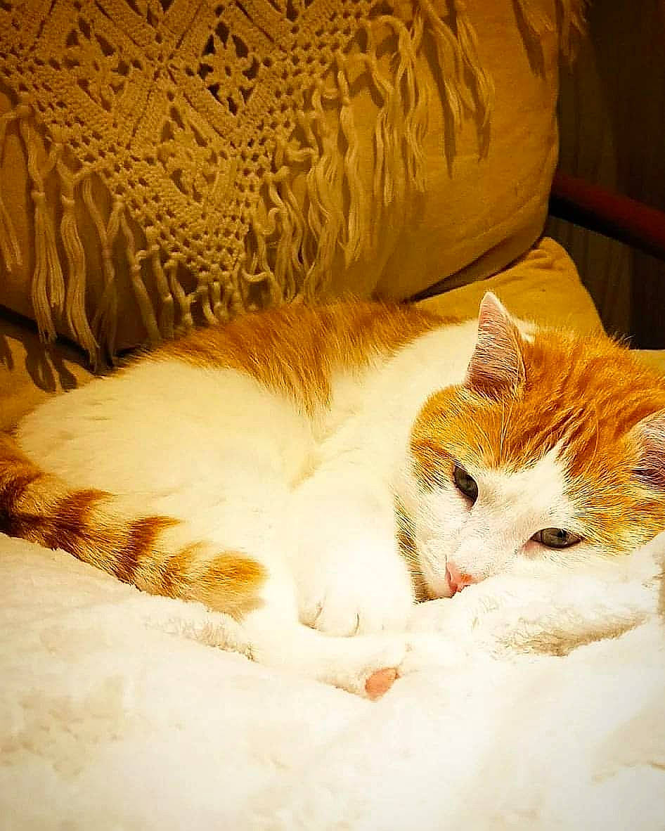 Nino a rejoint le concours — aidez-le/la à gagner de superbes lots ! bedding, carnivore, cat, claw, comfort, domestic_short_haired_cat, fawn, felidae, fur, linens, nap, paw, room, sitting, small_to_medium_sized_cats, snout, tail, whiskers, wood