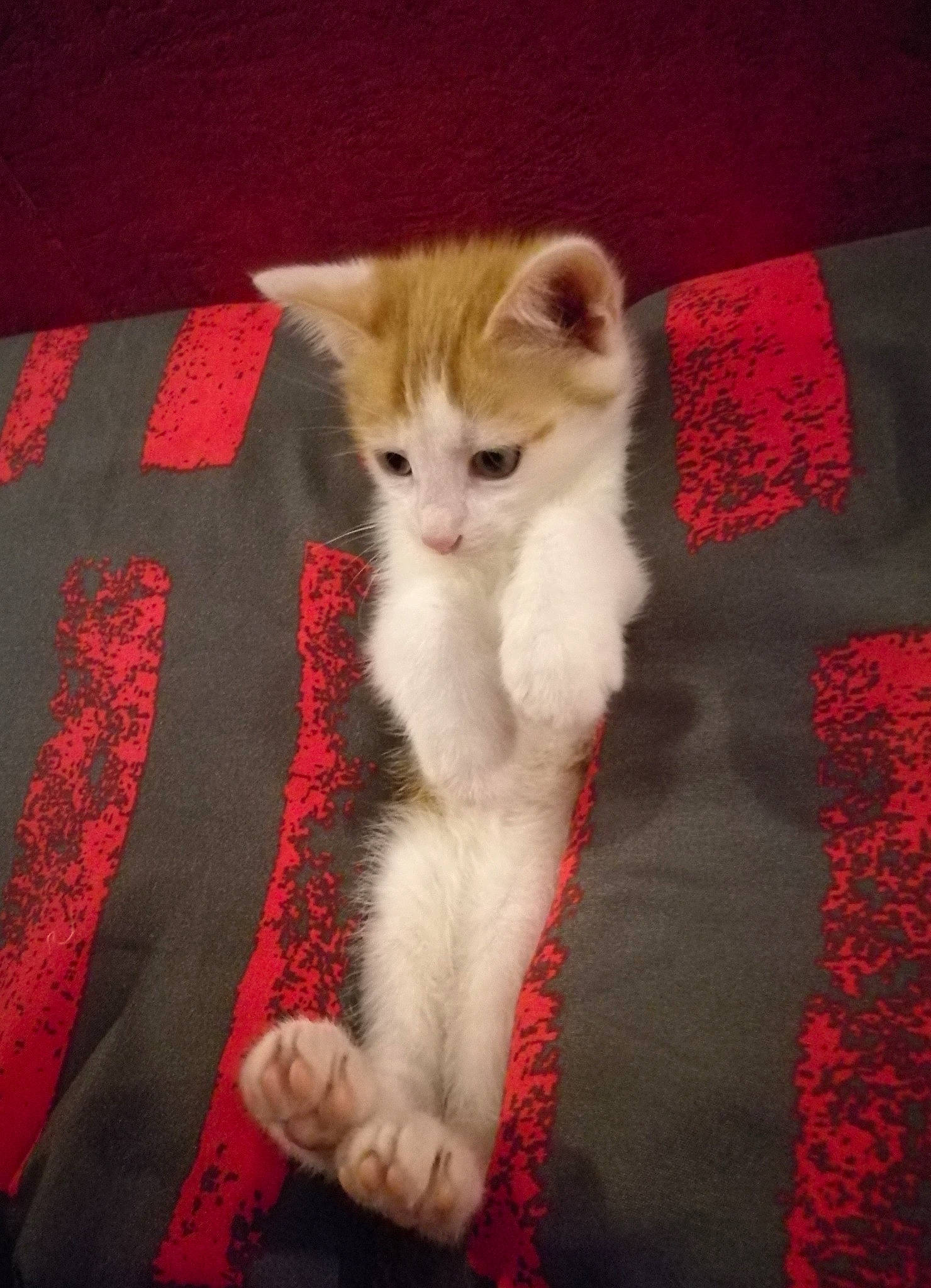 Nino a rejoint le concours — aidez-le/la à gagner de superbes lots ! carmine, carnivore, carpet, cat, claw, domestic_short_haired_cat, fawn, felidae, flooring, fur, linens, pattern, paw, room, small_to_medium_sized_cats, snout, tail, whiskers, wood, woven_fabric