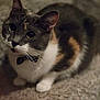 Wednesday joined the competition — help win amazing prizes! cat, calico, bow_tie, pet, animal, indoor, carpet, whiskers, fur, cute, close_up, portrait, mammal, domestic_animal, curious, sitting, feline, soft_texture, attention, playful