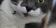 Wednesday is registered to the contest to win money with this photo: cat, calico, close_up, pet, feline, whiskers, green_eyes, collar, bell, fur, animal, cute, curious, indoor, portrait, mammal, face, nose, ears, soft_focus