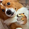 corgi, dog, pet, close_up, lying_down, fur, brown, white, animal, cute, indoors, funny, edited, superimposed, hamster, comedy, face, nose, whiskers, expression
