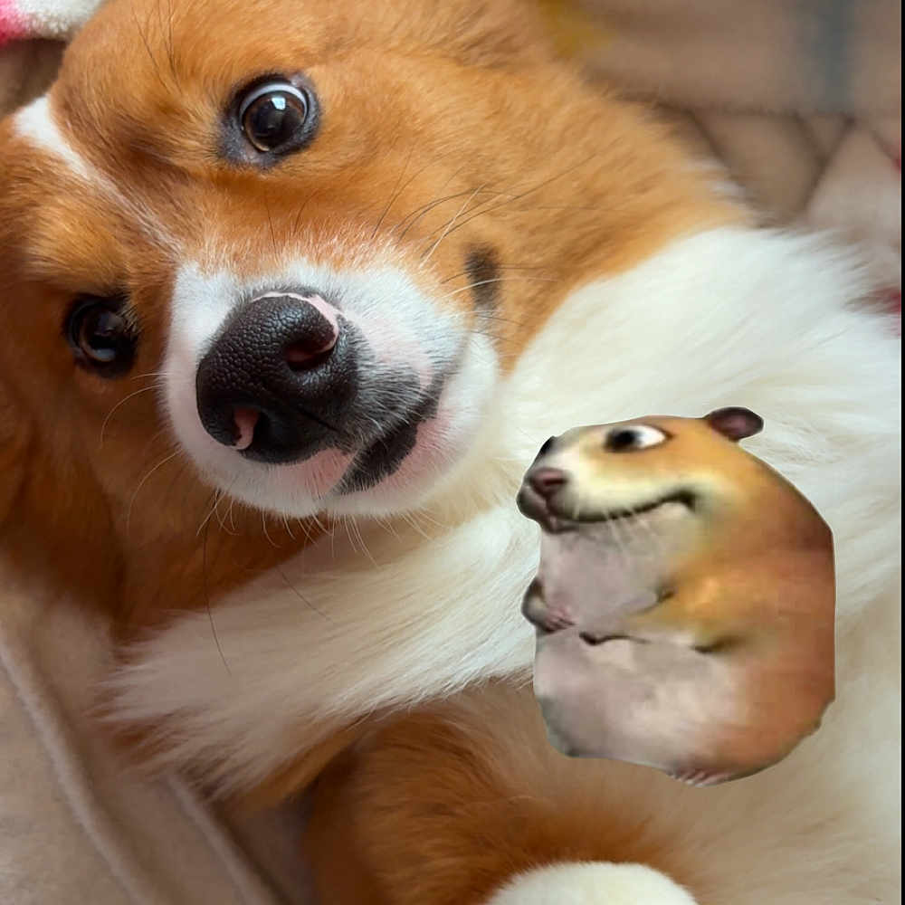 Tucker joined the competition — help win amazing prizes! corgi, dog, pet, close_up, lying_down, fur, brown, white, animal, cute, indoors, funny, edited, superimposed, hamster, comedy, face, nose, whiskers, expression