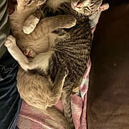 Luna is registered to the contest to win money with this photo: cat, cats, sleeping, cuddling, blanket, feline, pet, cozy, fur, paws, indoor, resting, cute, animal, tabby, striped, pink, soft, relaxed, companion