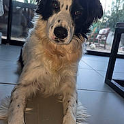 Lost a rejoint le concours — aidez-le/la à gagner de superbes lots ! animal, black_and_white, border_collie, cactus, chair, closeup, daylight, dog, ears, eyes, floor, fur, glass_door, indoor, laying_down, paws, pet, plants, tile, window