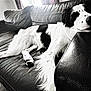 dog, black_and_white, couch, leather, indoor, relaxed, sleeping, pet, fur, animal, resting, comfortable, living_room, home, sprawled, pillow, armrest, canine, quiet, peaceful