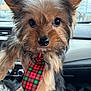 Bear joined the competition — help win amazing prizes! dog, puppy, yorkshire_terrier, tie, plaid_tie, car_interior, dashboard, hand, fur, big_eyes, nose, ears, whiskers, close_up, portrait, cute, pet, seat, accessory, adorable