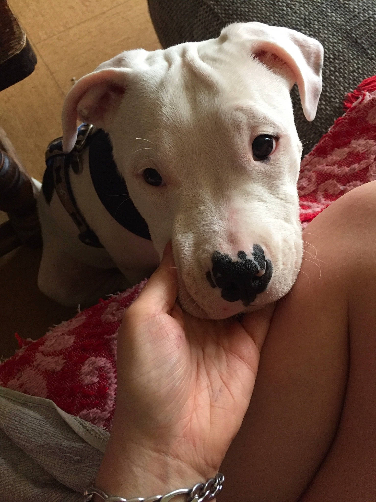 Biggy participe au concours pour gagner de l'argent avec cette photo : bull_and_terrier, canidae, carnivore, companion_dog, cordoba_fighting_dog, dog, dog_breed, dogo_argentino, dogo_guatemalteco, ear, fawn, mammal, non_sporting_group, nose, old_english_terrier, pit_bull, rare_breed_dog, skin, snout, vertebrate