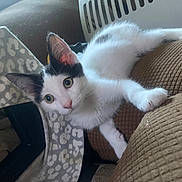 Pidgeon joined the competition — help win amazing prizes! animal, black_and_white, cat, couch, cozy, curious, domestic_cat, ears, eyes, furniture, indoor, kitten, looking, paw, pet, pet_carrier, resting, soft_fur, whiskers, young_cat