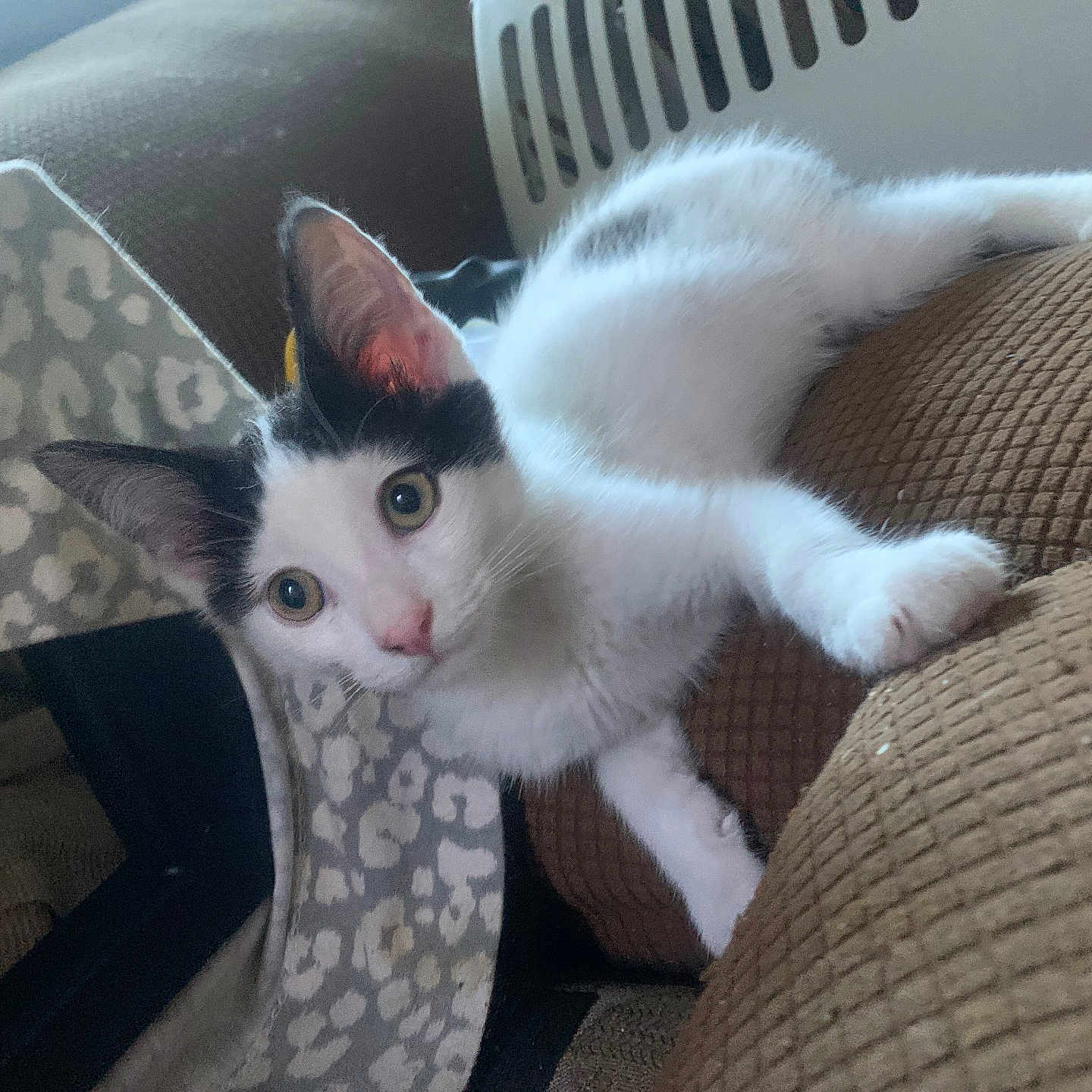 Pidgeon joined the competition — help win amazing prizes! animal, black_and_white, cat, couch, cozy, curious, domestic_cat, ears, eyes, furniture, indoor, kitten, looking, paw, pet, pet_carrier, resting, soft_fur, whiskers, young_cat