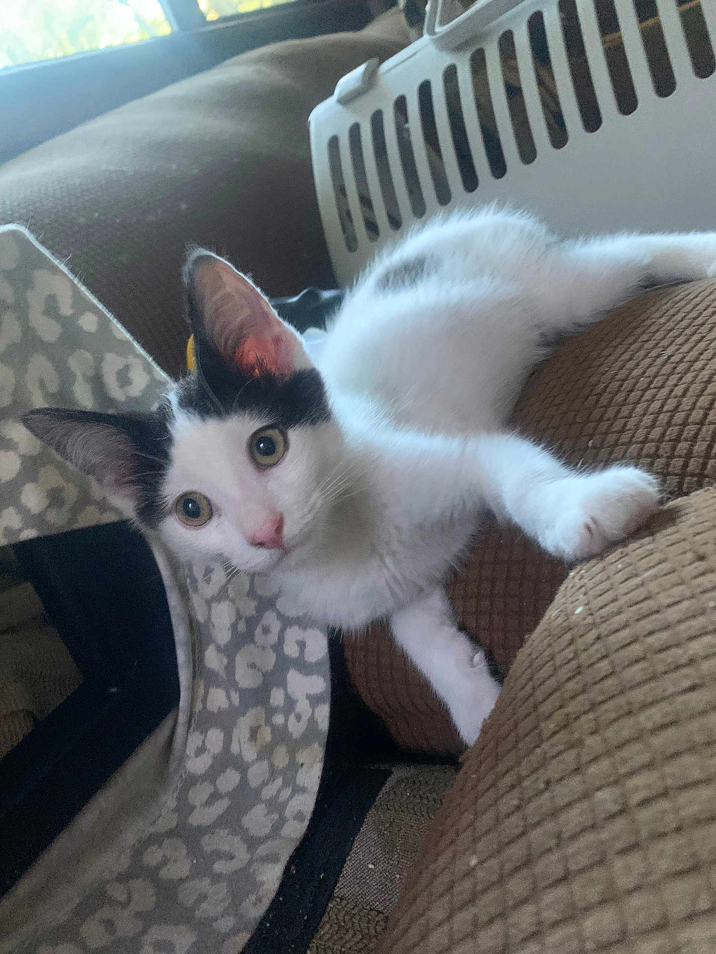 Pidgeon joined the competition — help win amazing prizes! animal, black_and_white, cat, couch, cozy, curious, domestic_cat, ears, eyes, furniture, indoor, kitten, looking, paw, pet, pet_carrier, resting, soft_fur, whiskers, young_cat