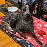 Dolly is registered to the contest to win money with this photo: black_nose, blanket, brown_eyes, canine, collar, dog, dog_bed, food_bowl, indoor, lying_down, paw_prints, pet, pet_food, pink_blanket, pointed_ears, rubber_toy, sitting, speckled_coat, storage_shelves, wooden_floor