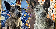 Dolly joined the competition — help win amazing prizes! alert, black_nose, blanket, blue_heeler, brown_eyes, canine, close_up, colorful_background, couch, dog, dogs, home, indoor, looking_at_camera, orange_border, photo_collage, pointy_ears, portrait, sitting, speckled_coat