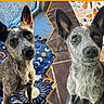 alert, black_nose, blanket, blue_heeler, brown_eyes, canine, close_up, colorful_background, couch, dog, dogs, home, indoor, looking_at_camera, orange_border, photo_collage, pointy_ears, portrait, sitting, speckled_coat