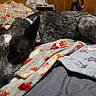 Dolly joined the competition — help win amazing prizes! bed, black_and_white, blanket, collar, colorful, cozy, dog, ears, fleece, fur, indoors, lying_down, pet, portrait, relaxed, resting, sleeping, snout, speckled, wood_paneling